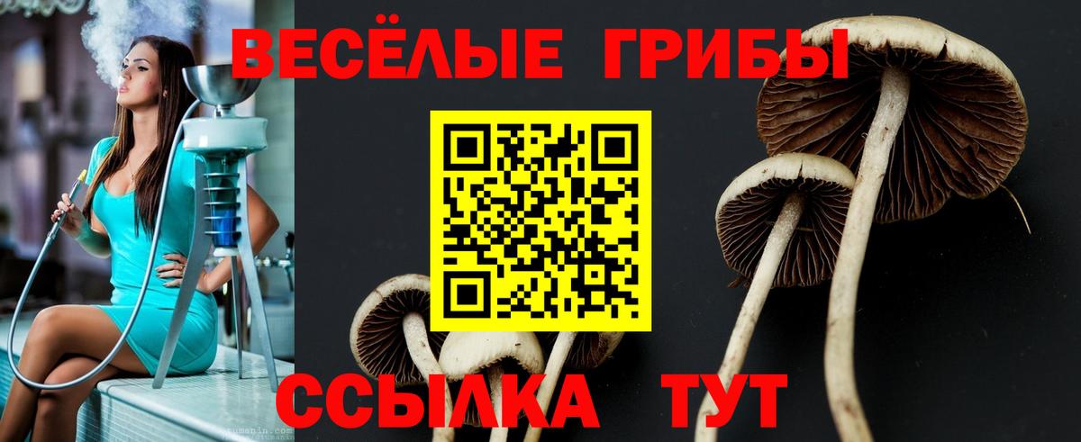 Галлюциногенные грибы ЛСД  магазин продажи наркотиков  Псилоцибиновые грибы Psilocybine cubensis  Будённовск  Вход с VPN 